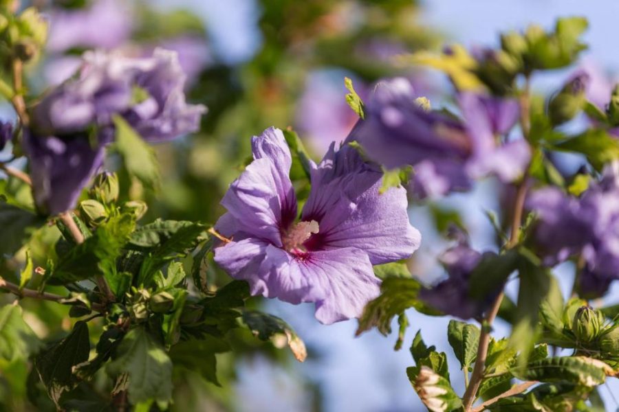 Apartmani Kastelani – Studio Sofia