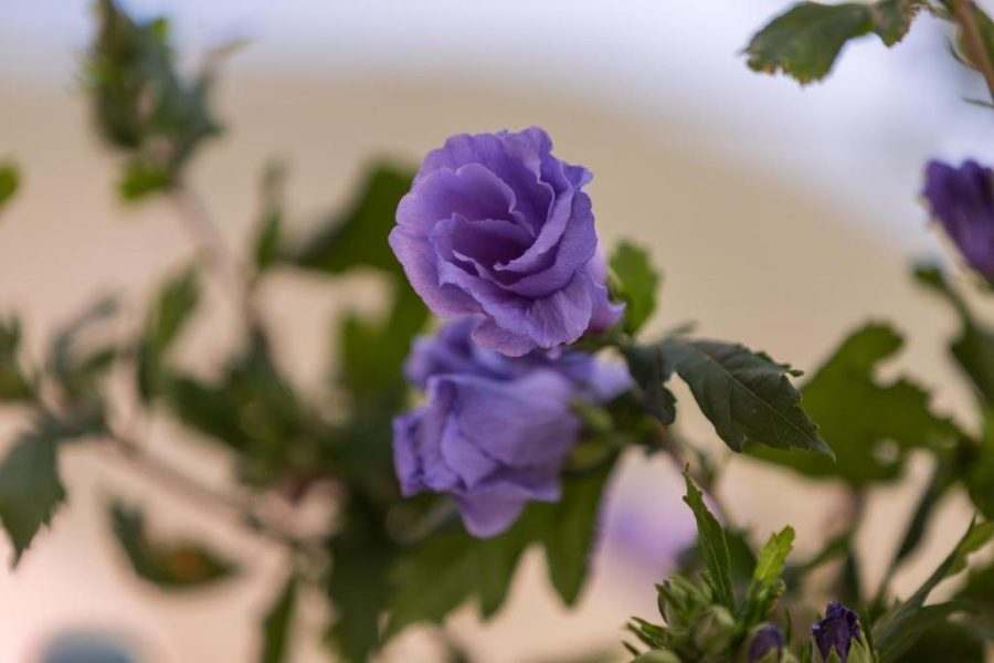 Apartmani Kastelani – Apartman Roko