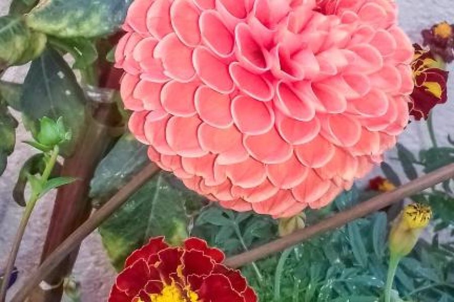 Apartmani Kastelani – Apartman Alen