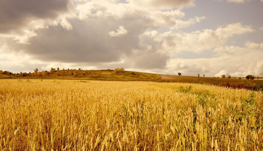 Zlatna jesen u Slavoniji: Vino, tradicija i mirna priroda
